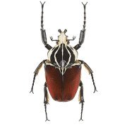 GOLIATHUS GOLIATHUS